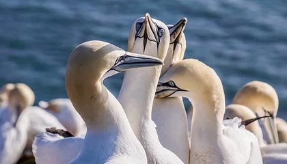 云开体育官网入口-【各队赛季最佳】洛杉矶湖人，无解詹眉让口号变现实