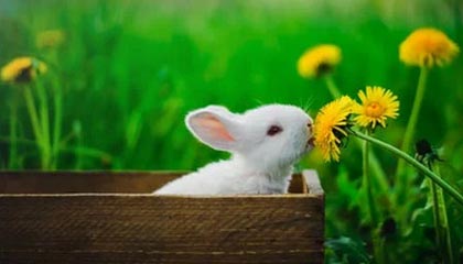 云开体育官网入口-【各队赛季最佳】洛杉矶湖人，无解詹眉让口号变现实